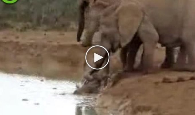 Спасение утопающего слоненка