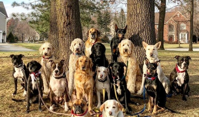 В Нью-Йоркской службе по выгулу собак делают крутейшие групповые фото своих подопечных (19 фото)