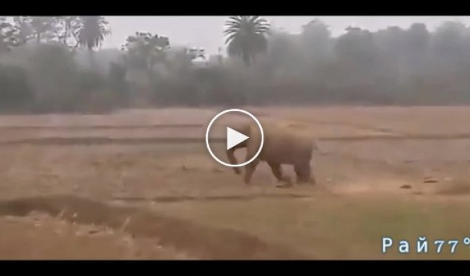 Яростное противостояние слона с трактором в Индии
