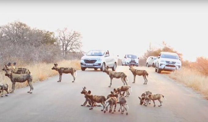 Гиеновые собаки стали причиной затора на дороге (2 фото + 1 видео)
