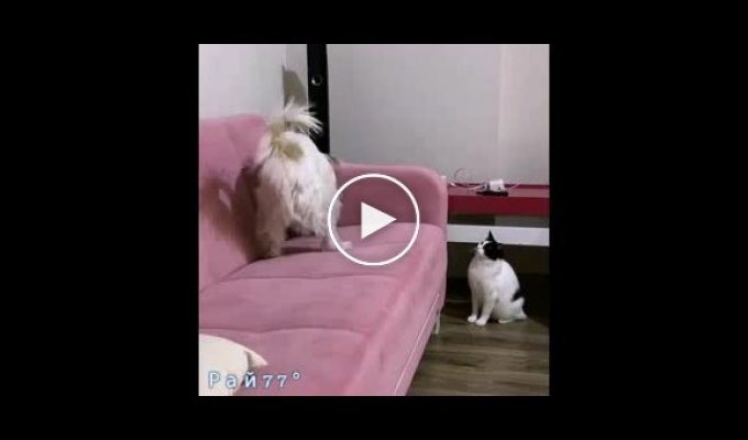Кот напал на пса, совершающего «раскопки» на диване