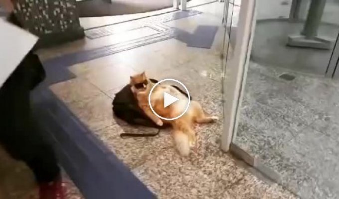 В Рио большой рыжий кот красиво отдохнул прямо возле выхода из банка
