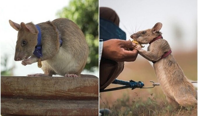 Самая известная крыса-сапер спасла тысячи людей (8 фото)
