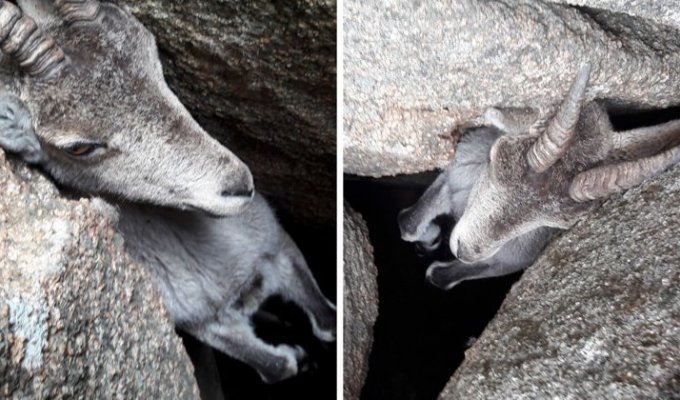 Туристы спасают горного козла, застрявшего в камнях (4 фото + 1 видео)