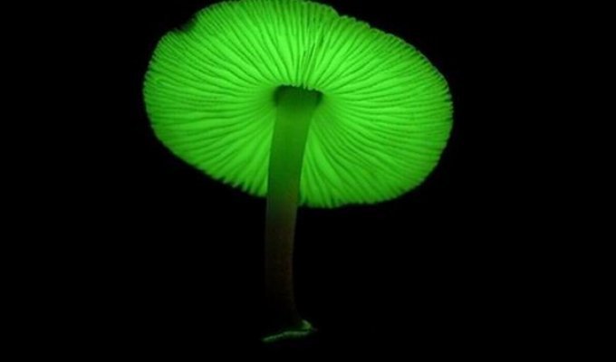 Светящиеся грибы (6 фотографий)