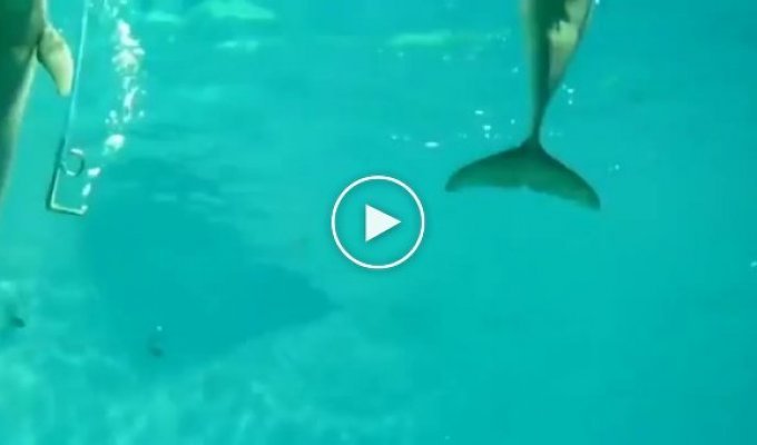 Подводный воздушный кальян для дельфинов