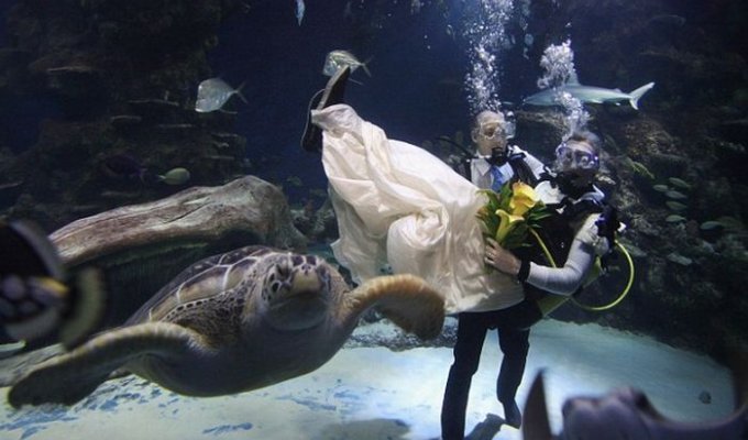 Свадьба среди черепах (6 фото)