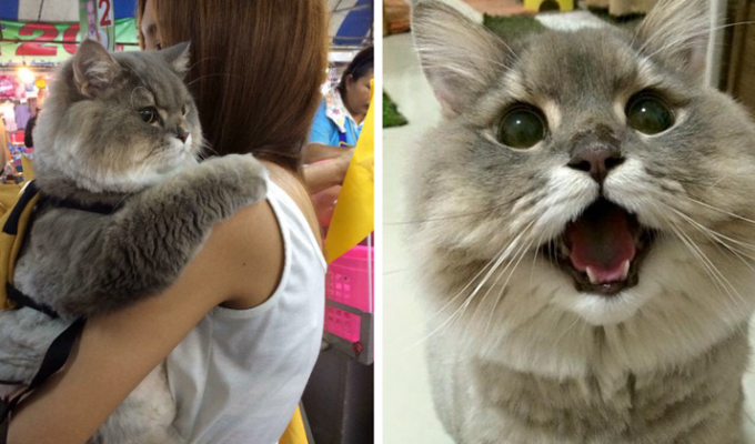 Огромный пушистый кот из Таиланда, покоривший своим нереальным видом (14 фото)