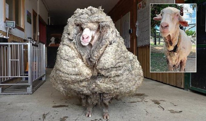 В австралийской глубинке нашли домашнюю овцу, которую никто не стриг пять лет (7 фото)