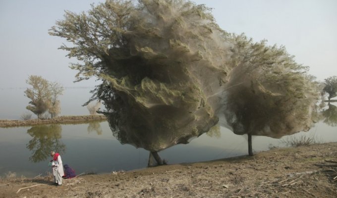 Нашествие пауков на деревья в Пакистане (9 фото)