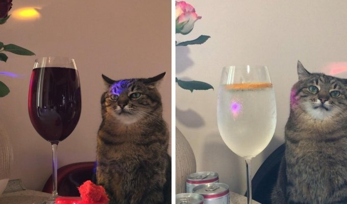 Кот Степан, который грустно сидит с коктейлем под музыку  (4 фото)
