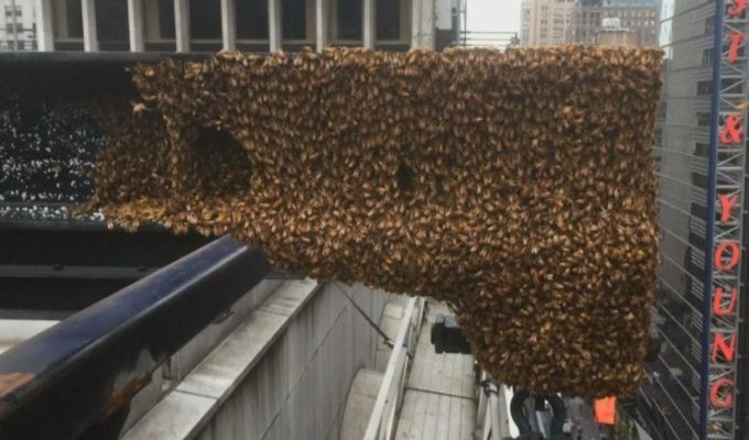 Это неправильные пчелы: Десятки тысяч пчел захватили небоскреб на Таймс-сквер (17 фото + 1 видео)