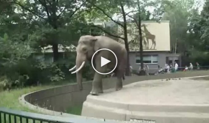 Слон запачкал туриста