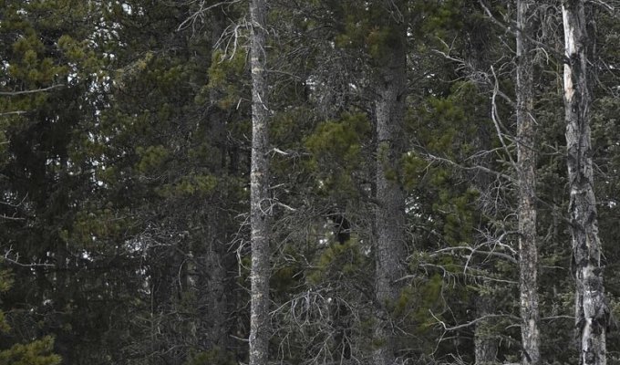 Фотограф заснял сову на дереве, и маскировке этой птички позавидует любой ниндзя (7 фото)