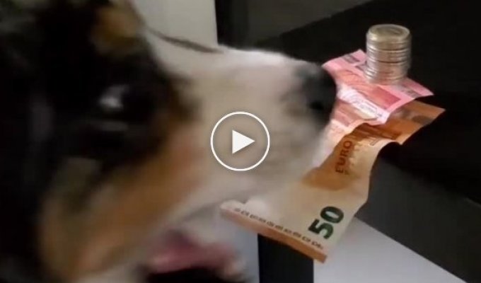 Пёс научился вытаскивать банкноты из-под монет