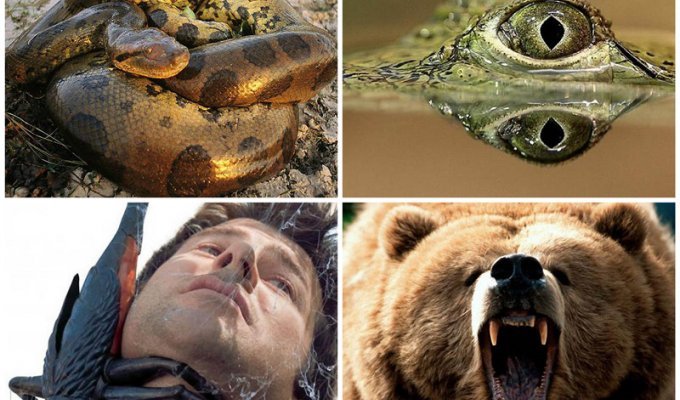 10 животных, которые могут тебя съесть (19 фото)