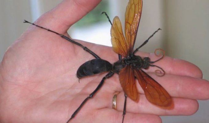 «Тарантуловые ястребы» - самые крупные осы в мире (4 фото)