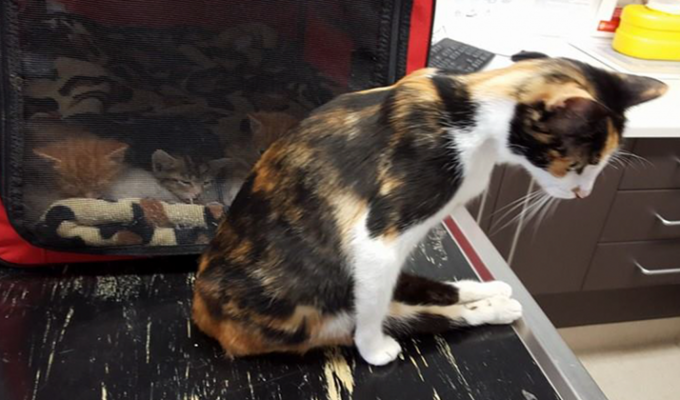 Парализованная кошка доползла до места, где оставила котят, после того, как человек пытался ее убить (6 фото)