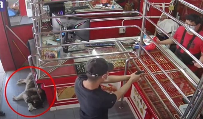 Мужчина дрессировал своего хаски, как охранника магазина, но во время ограбления тот подвёл хозяина (3 фото + 1 видео)