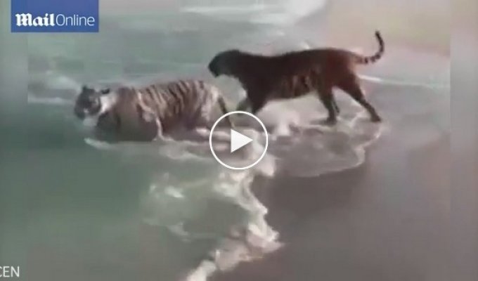Оказывается, тигры любят купаться 