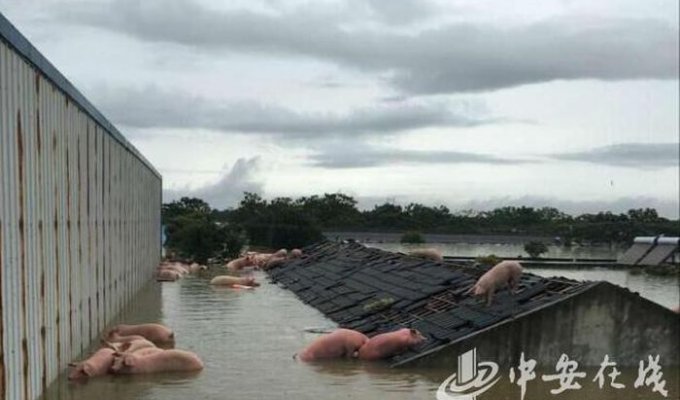 В Китае устроили массовую эвакуацию свиней (6 фото)