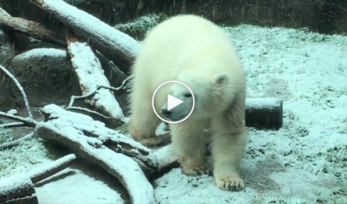 Годовалая медведица Нора радуется первому снегу в своей жизни