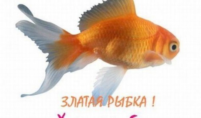 Желания для золотой рыбки (20 фото)