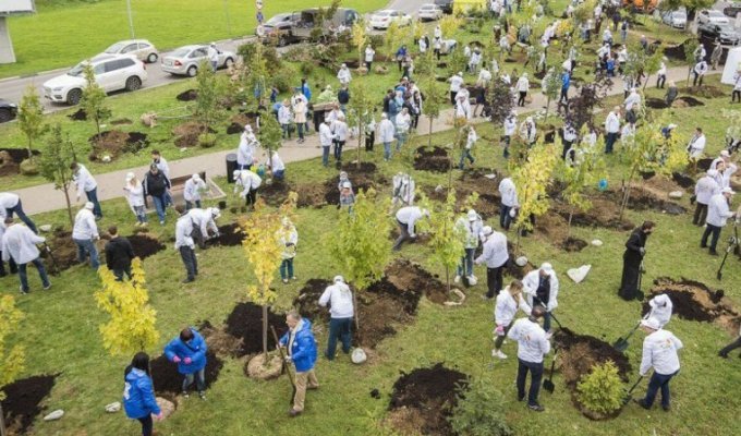 Более 1,8 млн деревьев высадили в Подмосковье в рамках акции «Наш лес" (12 фото)