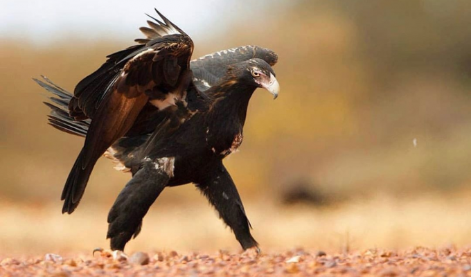 Клинохвостый орёл: Владыка воздуха в Австралии. Яростный хищник спасает континент от нашествия кроликов (10 фото)