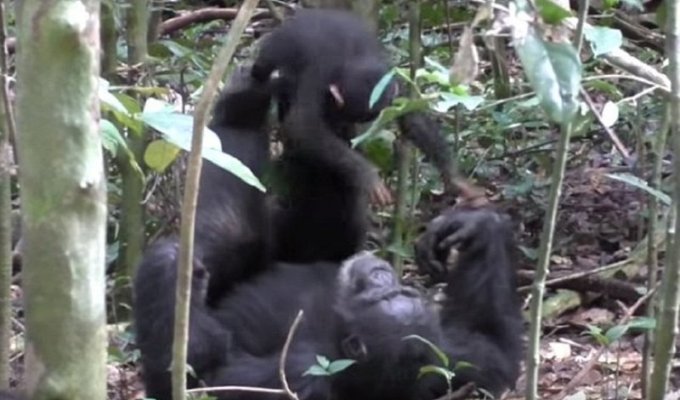 Шимпанзе играет с детенышем совсем как человек! (4 фото + 1 видео)