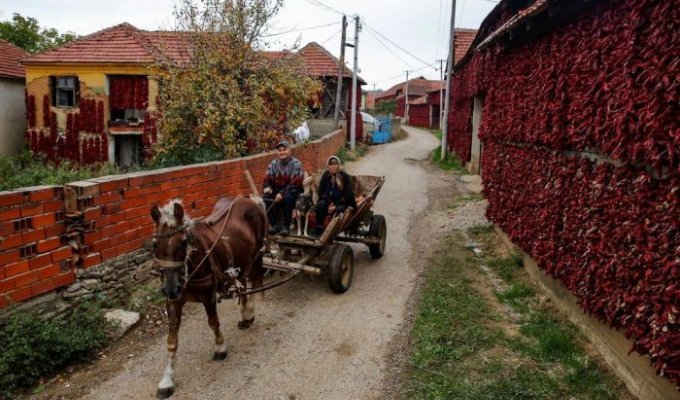 Деревня Donja Lakosnica - сербская «столица паприки» (16 фото)