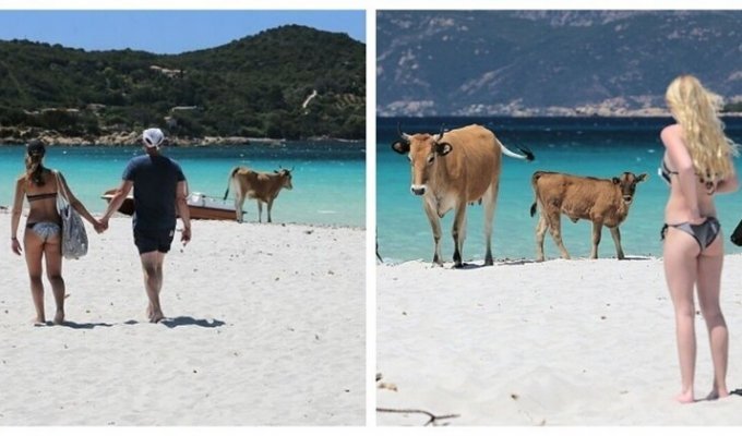 Пляжи Корсики оккупировали агрессивные бродячие коровы (4 фото)