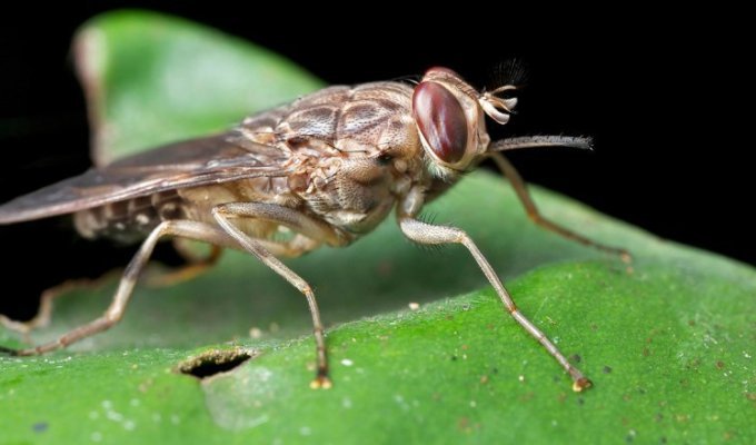 Чем опасна муха цеце? (4 фото)