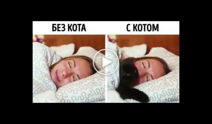 Разница жизни с котом и без