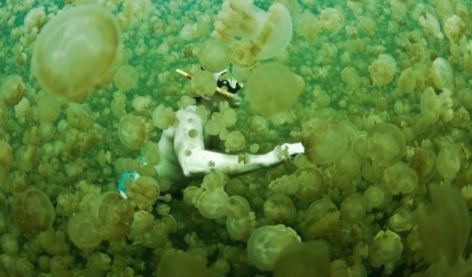 В этом озере можно безопасно плавать с миллионами медуз (6 фото)