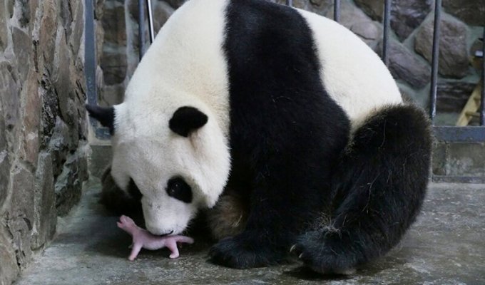 Почему новорожденные панды настолько крошечные? (6 фото)