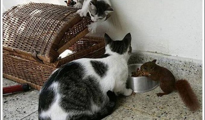 Коты и белка (10 фото)