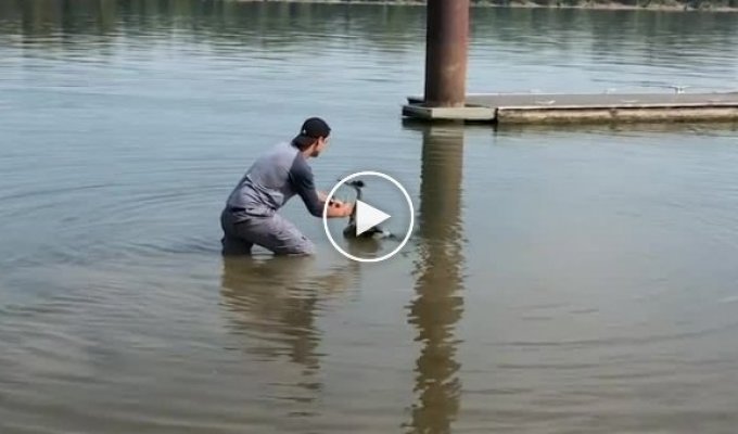 Парень прыгает в воду, чтобы спасти запутанную голубую цаплю