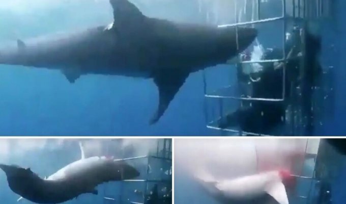 Большая белая акула погибла, пытаясь проникнуть в клетку дайверов (4 фото + 2 видео)