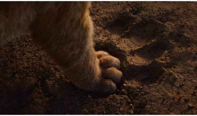Свежий полноценный трейлер киноадаптации "Короля Льва" (2 фото + 1 видео)