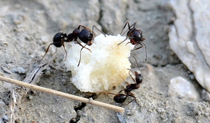 Как избавиться от муравьев? (3 фото)