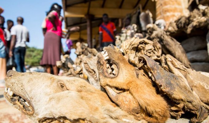 Рынок для колдунов вуду в Африке (10 фото)