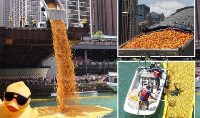 Тем временем В Чикаго: 70 000 резиновых уточек сбросили в реку (5 фото + 1 видео)