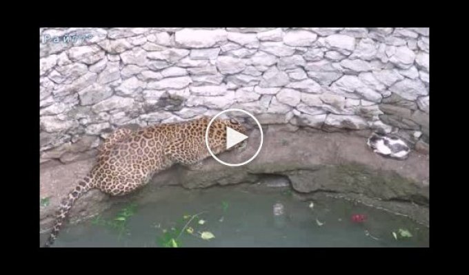 Погоня леопарда за кошкой закончилась на дне колодца в Индии