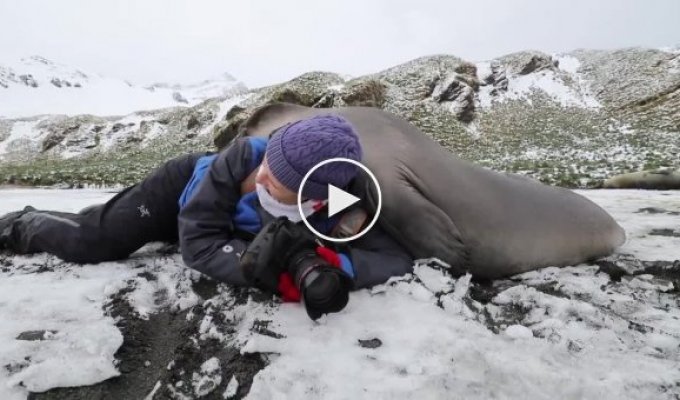 Любопытный тюлень во время фотосессии забрался на женщину-фотографа