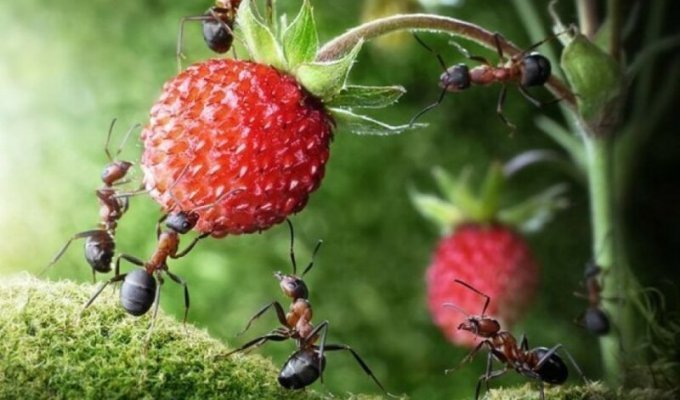 Невероятные факты о муравьях (13 фото)