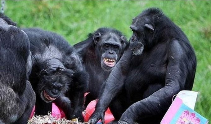Шимпанзе похожи на людей (7 фото)