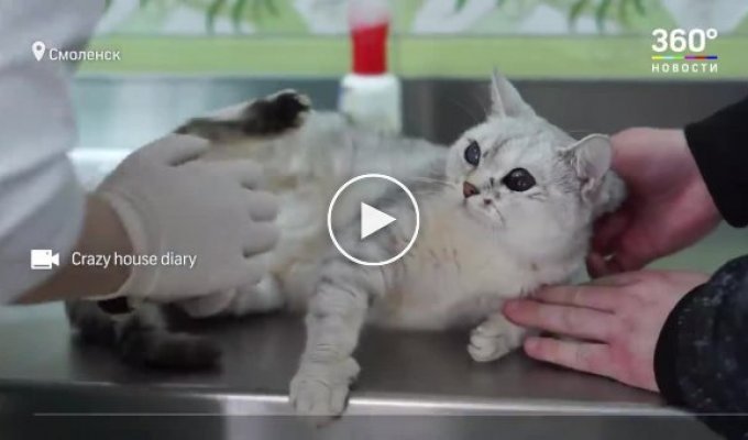 В Смоленске волонтеры пытаются спасти кошку, в которую живодер выстрелил 20 раз