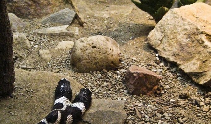  Двухголовая змея (7 Фото)