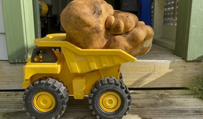 Новый мировой рекорд: картофель весом 7,9 кг (6 фото)